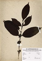 藏品(咖啡樹)的圖片